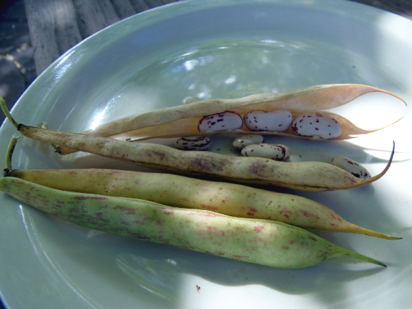 Missouri Bill dry bean